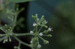 American spikenard